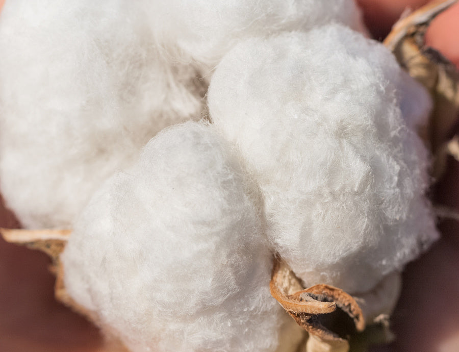 【超長綿】って知ってるようで知らないよね!?