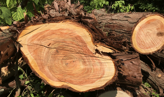 バイオウォッシュとは