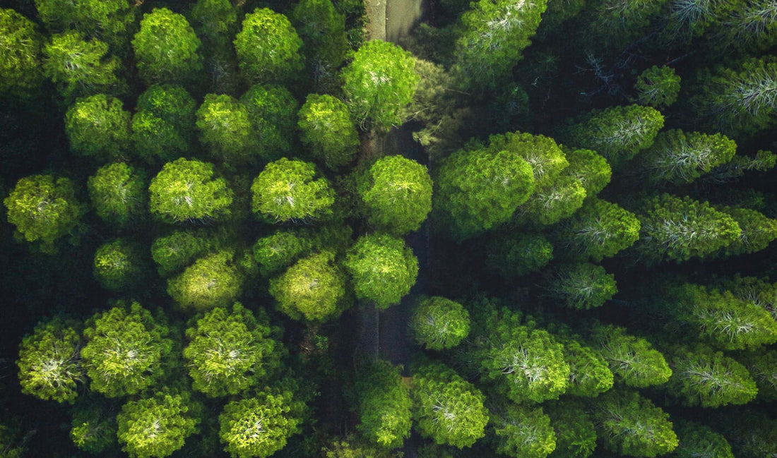 MSMD:【森】を見るドローンアイ能力のススメ